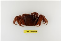 藏品(帝王仿相手蟹)的圖片